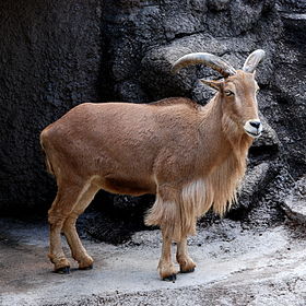 280px-Barbary_Sheep_Tennoji.jpg