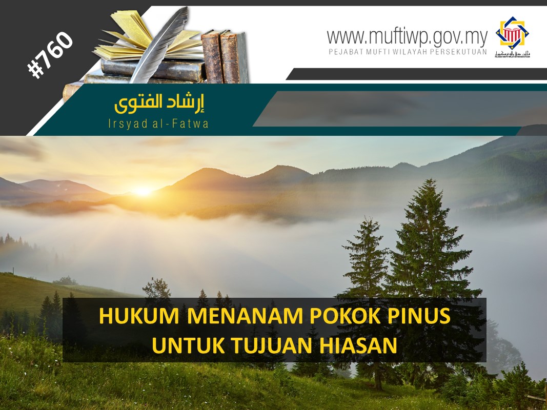 HUKUM MENANAM POKOK PINUS UNTUK TUJUAN HIASAN