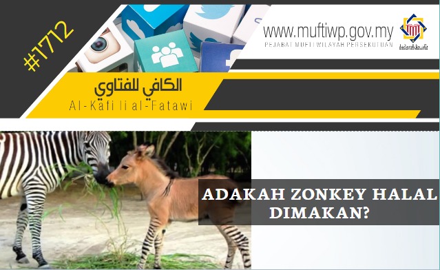 AL KAFI 1712 Zonkey