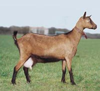 alpine-goat.jpg